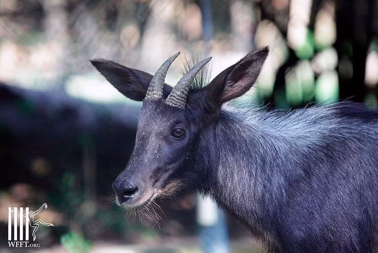 6. Sở hữu cặp sừng đặc trưng. Cả con đực và con cái đều có sừng cong ngược về sau, dài từ 15–20 cm, được dùng để tự vệ và tranh đấu trong mùa giao phối. Ảnh: Pinterest.