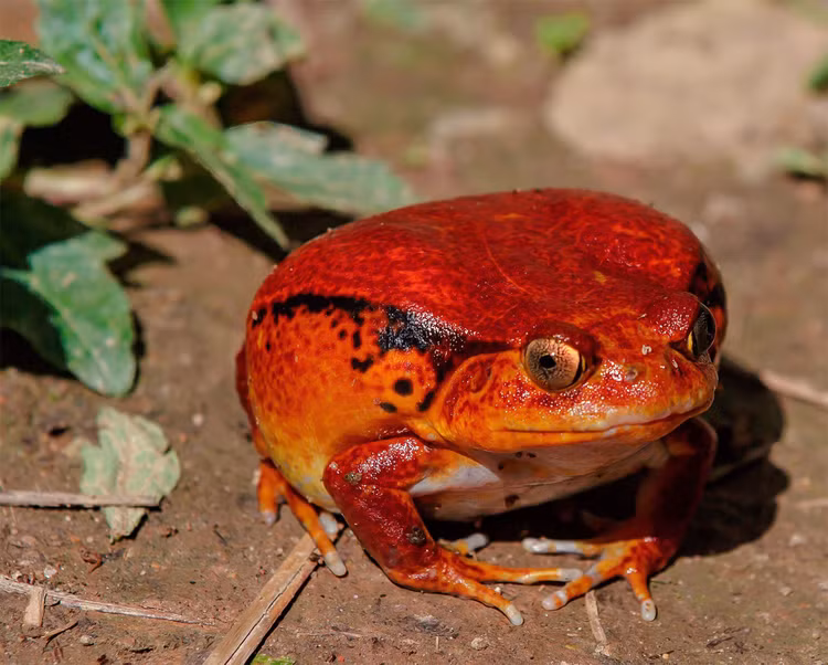 Được quan tâm trong bảo tồn lưỡng cư. Do môi trường sống bị thu hẹp và từng bị khai thác làm thú nuôi cảnh, ếch cà chua hiện được đưa vào các chương trình bảo tồn và nhân giống nhằm duy trì quần thể tự nhiên. Ảnh: Pinterest.