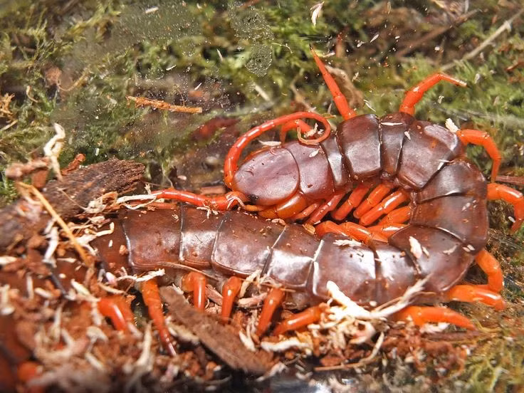 Đây là một trong những loài rết lớn nhất thế giới. Cá thể rết khổng lồ Việt Nam trưởng thành có thể dài hơn 25 cm, với cơ thể phân đốt và răng nanh khổng lồ. Ảnh: Pinterest.