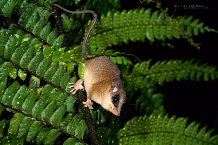 Là loài hoạt động về đêm. Chuột túi cây Robinson chủ yếu kiếm ăn vào ban đêm. Ban ngày chúng ẩn mình trong các hốc cây, tổ lá hoặc bụi rậm để tránh kẻ săn mồi. Đôi mắt lớn và khứu giác nhạy giúp chúng dễ dàng tìm thức ăn trong bóng tối của rừng nhiệt đới. Ảnh: staticflickr.com.