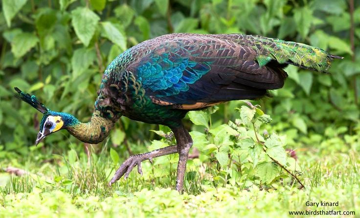 6. Công cái không có đuôi dài nhưng vẫn đẹp nổi bật. Công cái không sở hữu bộ đuôi sặc sỡ như con trống nhưng vẫn có bộ lông óng mượt với sắc nâu – xanh lục thanh lịch, giúp ngụy trang tốt hơn trong môi trường tự nhiên. Ảnh: Pinterest.