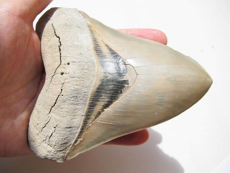 6. Răng Megalodon được cho là mới hơn dự kiến. Một số răng tìm thấy có niên đại chỉ vài nghìn năm, gợi ý loài này có thể tồn tại lâu hơn suy đoán. Ảnh: Pinterest.