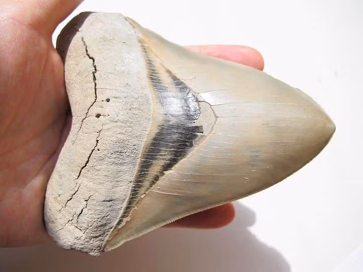 6. Răng Megalodon được cho là mới hơn dự kiến. Một số răng tìm thấy có niên đại chỉ vài nghìn năm, gợi ý loài này có thể tồn tại lâu hơn suy đoán. Ảnh: Pinterest.