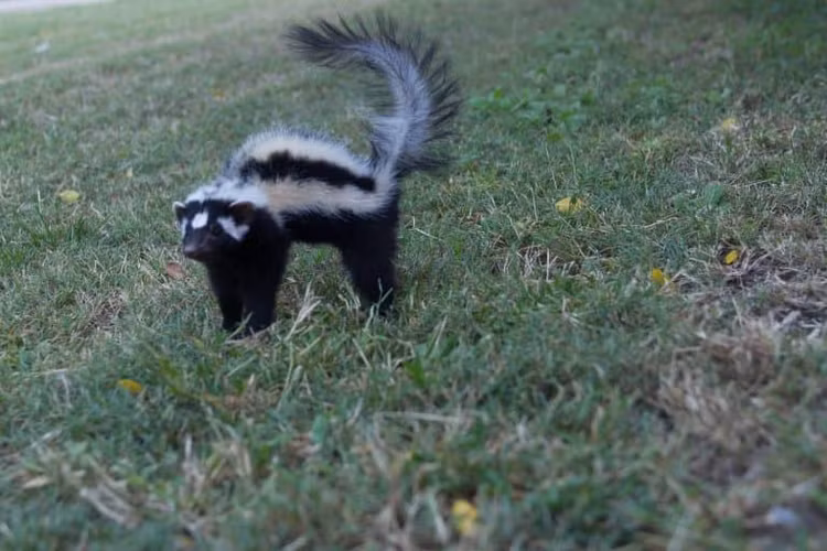 Chúng đóng vai trò sinh thái quan trọng nhưng ít được chú ý. Bằng việc săn côn trùng và động vật nhỏ, Ictonyx striatus góp phần cân bằng hệ sinh thái, dù thường bị con người e ngại vì mùi hôi đặc trưng. Ảnh: factanimal.com.