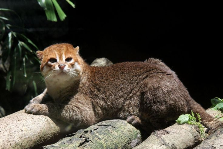 Là một trong những loài mèo hoang hiếm nhất thế giới. Mèo đầu phẳng được xếp vào nhóm nguy cấp do phạm vi phân bố hẹp và số lượng ngoài tự nhiên suy giảm nhanh trong nhiều thập kỷ gần đây. Ảnh: Pinterest.