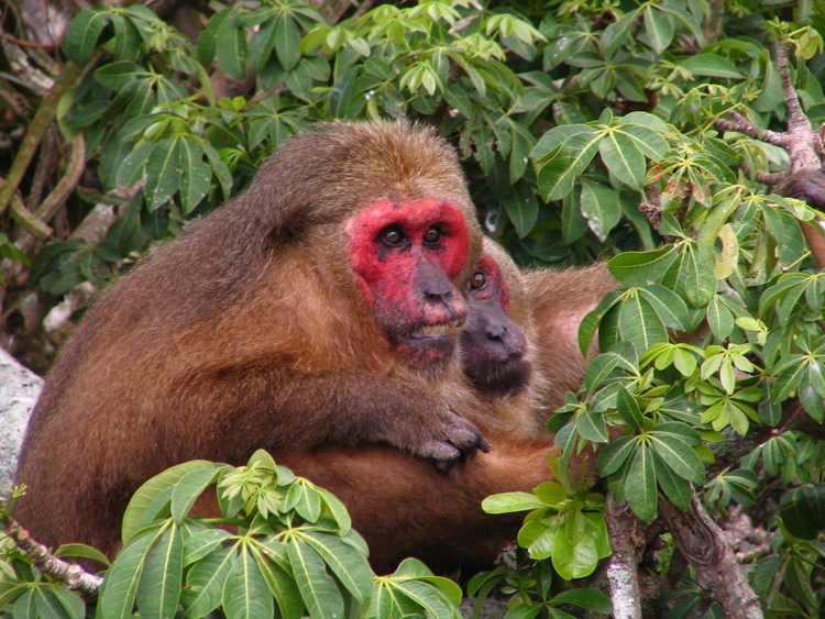 3. Là loài ăn tạp với khẩu phần đa dạng. Chúng ăn trái cây, lá, hạt, côn trùng và thậm chí cả động vật nhỏ, giúp chúng thích nghi tốt với nhiều kiểu môi trường rừng khác nhau. Ảnh: inaturalist.orgt.