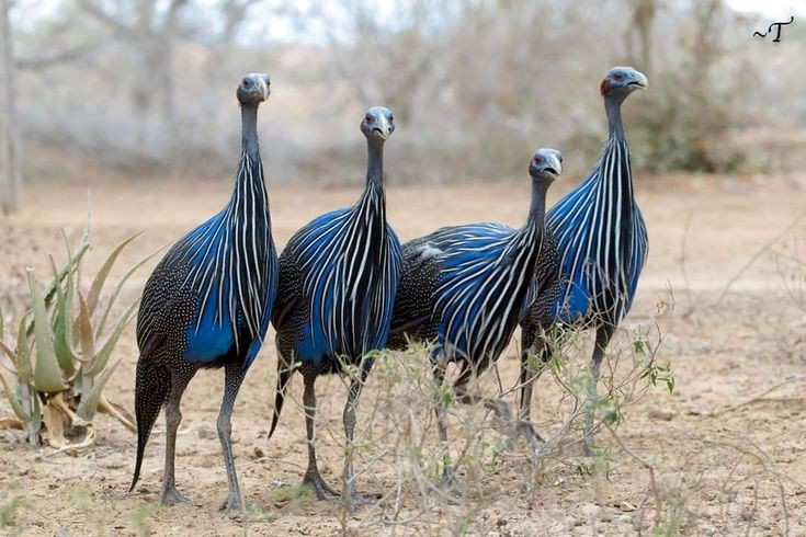 Tập tính xã hội phức tạp. Chúng thường sống thành đàn từ vài chục cá thể và có hệ thống phân cấp rõ ràng. Các nghiên cứu gần đây cho thấy cấu trúc xã hội của loài này ổn định và có thể duy trì mối quan hệ lâu dài giữa các thành viên. Ảnh: Pinterest.