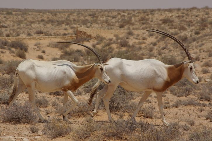 Có thể là nguồn gốc huyền thoại kỳ lân. Từ xa, cặp sừng dài và thẳng của loài này dễ trông giống như chỉ có một chiếc, góp phần hình thành huyền thoại kỳ lân trong văn hóa phương Tây. Ảnh: Pinterest.