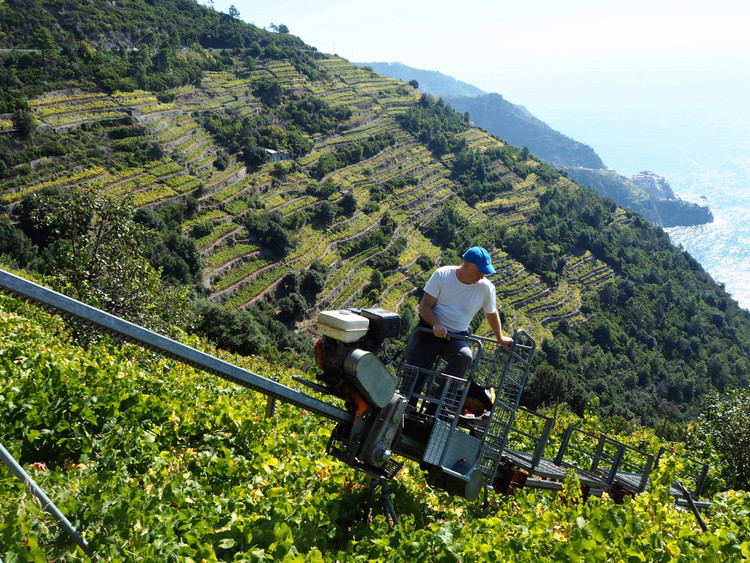 Ruộng bậc thang trồng nho dựng đứng bên biển. Người dân địa phương đã xây dựng hàng nghìn kilômét tường đá để tạo ruộng bậc thang trồng nho và ô liu. Loại rượu vang trắng đặc trưng của vùng là Sciacchetrà, nổi tiếng với hương vị đậm đà. Ảnh: beyondthewindowbox.wordpress.com.