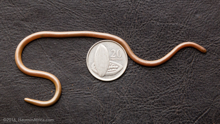 Mắt thoái hóa gần như mù. Do sống dưới lòng đất, mắt của chúng bị thoái hóa, chỉ còn khả năng cảm nhận ánh sáng và bóng tối. Ảnh: amazonaws.com.