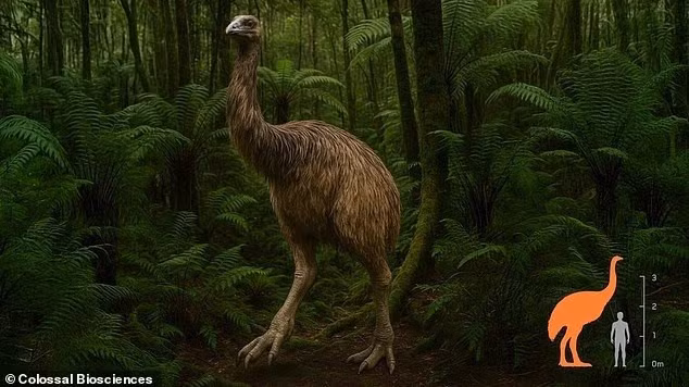 Công ty Colossal Biosciences, nổi tiếng với dự án hồi sinh voi ma mút, đang chuyển sang nghiên cứu tái tạo moa – loài chim khổng lồ từng sống ở New Zealand, đã tuyệt chủng hơn 600 năm. Ảnh: Colossal Biosciences.