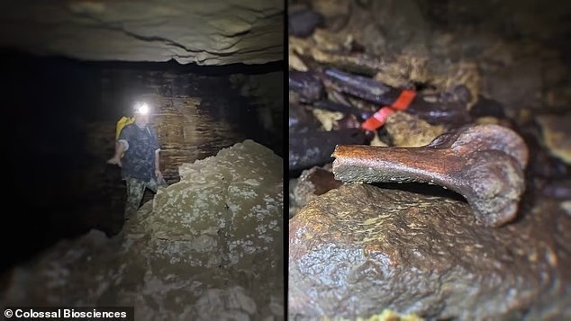 Quá trình này kết hợp công nghệ CRISPR và tế bào gốc sinh sản, từng được Colossal áp dụng thành công để tạo ra sinh vật giống sói dire và chuột mang lông voi ma mút. Ảnh: Colossal Biosciences.