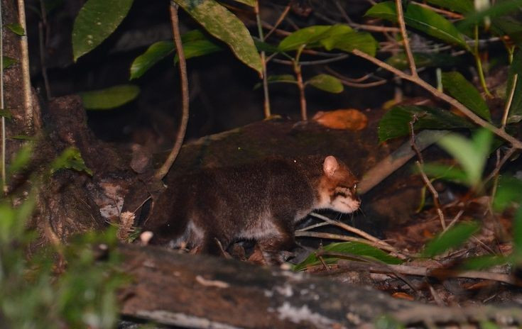Chế độ ăn thiên về động vật thủy sinh. Khẩu phần của chúng chủ yếu gồm cá, tôm, cua, ếch và đôi khi là chim nước nhỏ, phản ánh rõ lối sống thích nghi với môi trường đầm lầy. Ảnh: Pinterest.