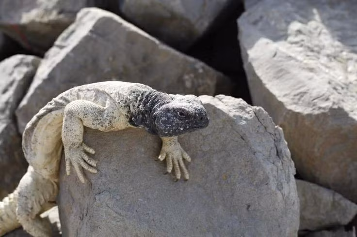 Có tập tính đào hang phức tạp. Thằn lằn đuôi chuỳ Ai Cập đào các hang dài và sâu, vừa làm nơi trú ẩn vừa duy trì nhiệt độ ổn định, giúp sinh tồn trong điều kiện thời tiết cực đoan. Ảnh: Pinterest.