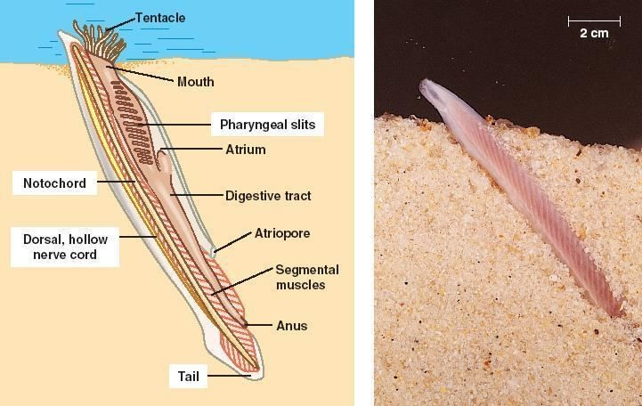 Sống vùi mình trong cát. Chúng thường chôn phần lớn cơ thể trong lớp cát đáy biển, chỉ để lộ phần đầu để lọc thức ăn từ nước, một lối sống giúp tránh kẻ săn mồi hiệu quả. Ảnh: alchetron.com.