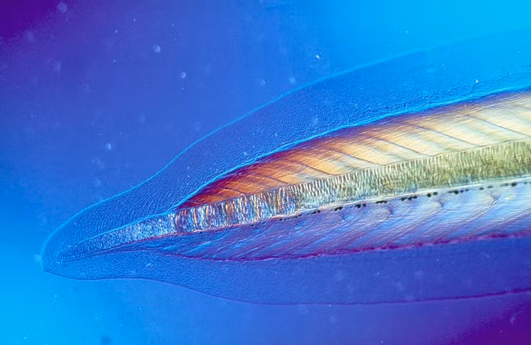 Vai trò quan trọng trong nghiên cứu tiến hóa. Nhờ giữ lại nhiều đặc điểm nguyên thủy, lưỡng tiêm giúp các nhà khoa học hiểu rõ cách động vật có xương sống đã tiến hóa từ tổ tiên không xương sống. Ảnh: imagerenderer.com.