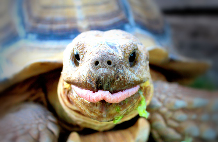 Ăn thực vật hoàn toàn. Khẩu phần gồm cỏ khô, lá cây, xương rồng và các loài cây mọng nước. Ảnh: Pinterest.