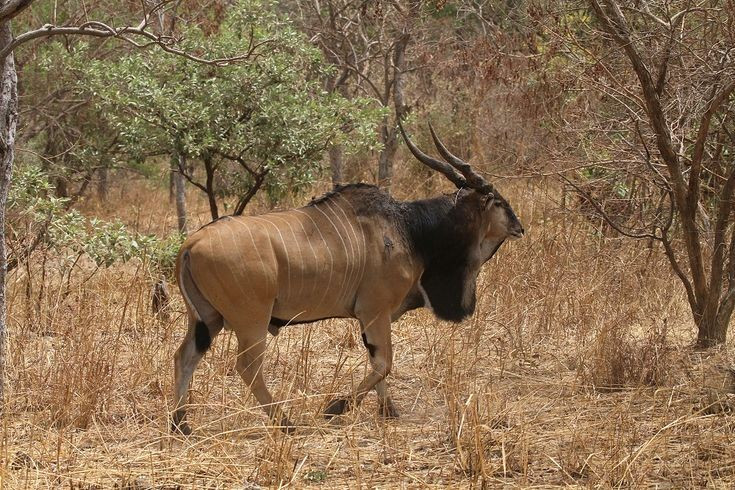 Ze leven voornamelijk in de bossen en graslanden van Afrika. Ze zijn verspreid van Senegal tot Soedan en passen zich goed aan hete, droge klimaten aan. Foto: Pinterest. Sống chủ yếu ở vùng rừng rậm và đồng cỏ châu Phi. Phân bố từ Senegal đến Sudan, chúng thích nghi tốt với khí hậu khô nóng. Ảnh: Pinterest.
