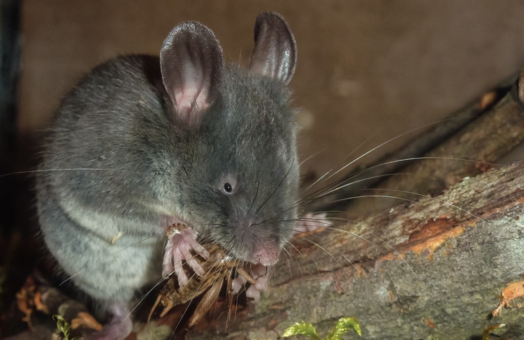 7. Rất khó nghiên cứu trong điều kiện tự nhiên. Do sống kín đáo, trong các hốc đá sâu hoặc rừng rậm trên núi cao, loài này hiếm khi bị con người nhìn thấy trực tiếp. Ảnh: Species New to Science.