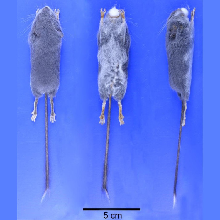 3. Thuộc một họ riêng biệt – Platacanthomyidae. Loài chuột mù là một trong hai chi còn tồn tại trong họ này, khiến nó trở thành sinh vật có giá trị đặc biệt trong nghiên cứu tiến hóa. Ảnh: Species New to Science.