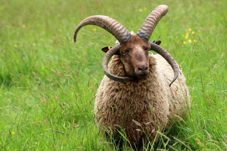 Bộ lông dày và ấm. Lông của chúng thường dày, xoăn và có khả năng giữ nhiệt tốt, giúp bảo vệ cơ thể khỏi thời tiết lạnh, ẩm ướt trên đảo. Ảnh: Pinterest.