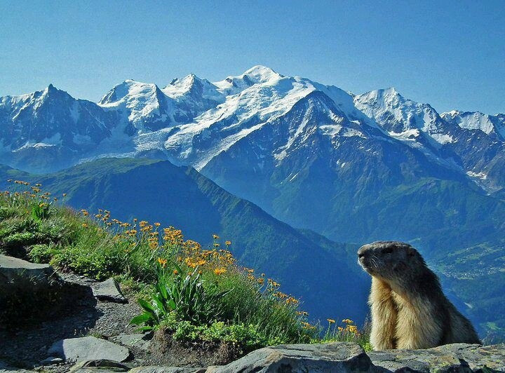 5. Có hệ sinh thái đa dạng và nhiều loài đặc hữu. Từ cây cối dưới chân núi đến tuyết vĩnh cửu trên đỉnh cao, Alps là nơi cư trú của loài dê núi Ibex, chồn marmot và nhiều loài chim quý hiếm. Ảnh: Pinterest.