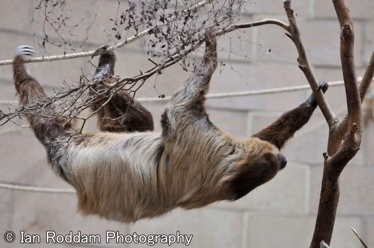 Sống đơn độc. Lười hai ngón không sống theo bầy đàn, mỗi cá thể chọn một vùng cây làm nơi sinh sống. Ảnh: Pinterest.