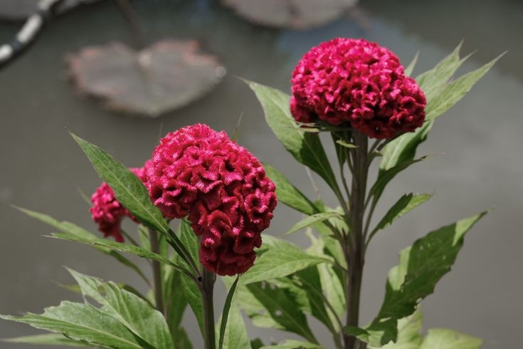 Xuất hiện phổ biến trong văn hóa dân gian. Tại Việt Nam và nhiều nước châu Á, mồng gà thường gắn với ký ức làng quê, sân vườn và các lễ hội mùa hè đầy sắc màu. Ảnh: Pinterest.