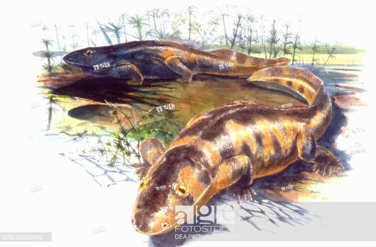 4. Khả năng thở kép. Sinh vật này vừa có phổi để thở không khí trên cạn, vừa có mang hỗ trợ trong môi trường nước, cho phép sống linh hoạt ở hai môi trường. Ảnh: Pinterest.