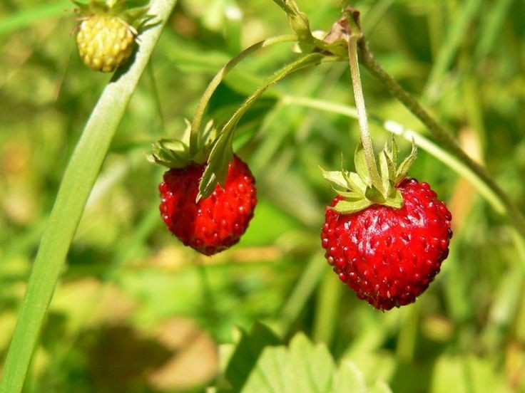 Được con người sử dụng từ rất lâu. Dâu tây rừng đã được con người thu hái và ăn quả từ thời cổ đại. Trong các khu rừng châu Âu thời Trung cổ, loại quả nhỏ bé này thường được trẻ em và người dân địa phương tìm hái vào mùa hè như một món quà ngọt ngào của thiên nhiên. Ảnh: Pinterest.