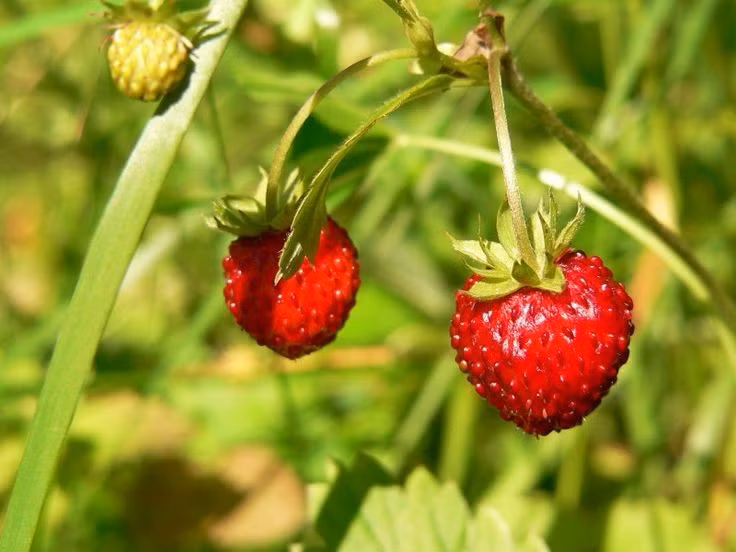 Được con người sử dụng từ rất lâu. Dâu tây rừng đã được con người thu hái và ăn quả từ thời cổ đại. Trong các khu rừng châu Âu thời Trung cổ, loại quả nhỏ bé này thường được trẻ em và người dân địa phương tìm hái vào mùa hè như một món quà ngọt ngào của thiên nhiên. Ảnh: Pinterest.