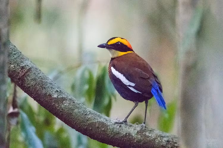 Màu sắc sặc sỡ như những “viên ngọc sống”. Các loài chim đuôi cụt thuộc họ Pittidae thường sở hữu bộ lông với nhiều màu sắc nổi bật như xanh lam, xanh lục, đỏ, vàng và đen. Sự kết hợp màu sắc này khiến chúng trở thành một trong những nhóm chim đẹp nhất trong các khu rừng nhiệt đới, dù lại rất khó quan sát ngoài tự nhiên. Ảnh: Flickr.