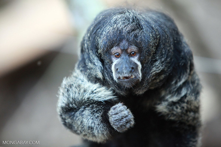 Cấu trúc xã hội tương đối đơn giản. Chúng thường sống theo cặp hoặc nhóm nhỏ, gồm một cặp trưởng thành và con non. Mối quan hệ gia đình bền chặt giúp tăng khả năng bảo vệ và nuôi dưỡng con cái trong môi trường nhiều nguy cơ. Ảnh: mongabay.