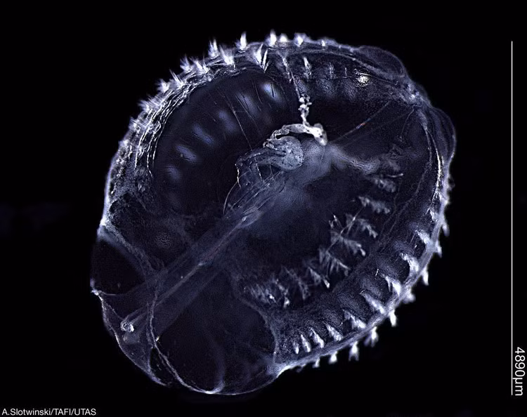 Nhiều loài có khả năng phát quang sinh học. Ngoài hiệu ứng cầu vồng từ lông bơi, nhiều loài sứa lược còn có khả năng phát quang sinh học (bioluminescence). Khi bị kích thích hoặc gặp nguy hiểm, cơ thể chúng có thể phát ra ánh sáng xanh lục hoặc xanh lam, tạo nên cảnh tượng huyền ảo trong đại dương sâu. Ảnh: Pinterest.