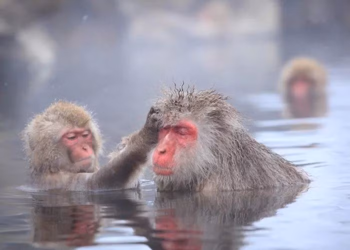 Nổi tiếng toàn cầu nhờ thói quen tắm suối nước nóng. Hình ảnh khỉ tuyết ngâm mình trong các suối nước nóng ở Nagano đã trở thành biểu tượng văn hóa – du lịch Nhật Bản, thể hiện hành vi học được để thích nghi với giá lạnh. Ảnh: Pinterest.
