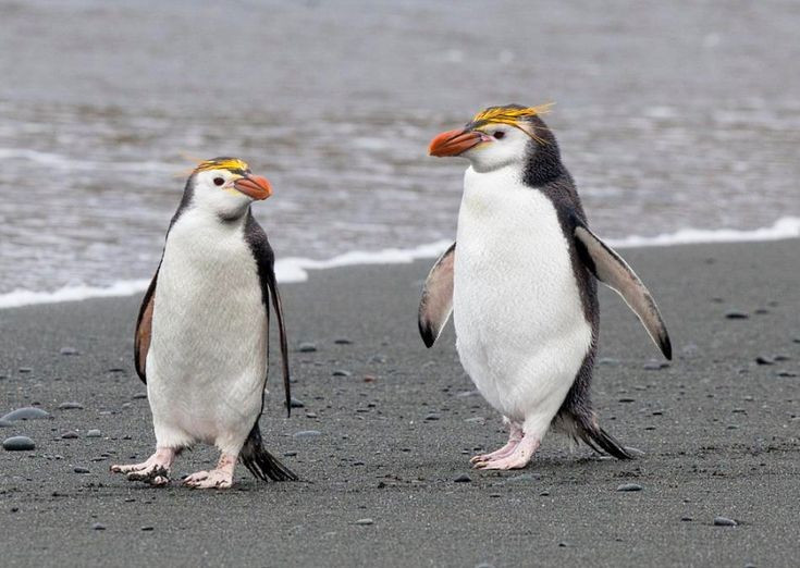 Môi trường sống rất nhạy cảm với biến đổi khí hậu. Sự thay đổi nhiệt độ đại dương và nguồn thức ăn có thể ảnh hưởng trực tiếp đến quần thể chim cánh cụt hoàng gia. Vì phạm vi sinh sản của chúng tập trung chủ yếu ở một hòn đảo, bất kỳ biến động môi trường lớn nào cũng có thể tác động mạnh đến tương lai của loài chim độc đáo này. Ảnh: Pinterest.