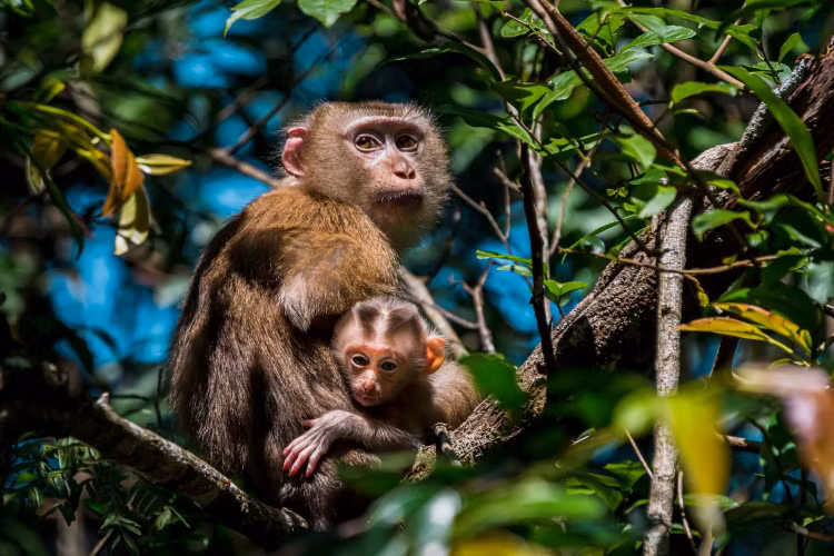 5. Cử chỉ và biểu cảm mặt phong phú. Loài khỉ này sử dụng nhiều cử chỉ, nét mặt và âm thanh để giao tiếp trong bầy đàn, cho thấy mức độ phát triển xã hội và trí tuệ cao. Ảnh: Thainationalparks.com.
