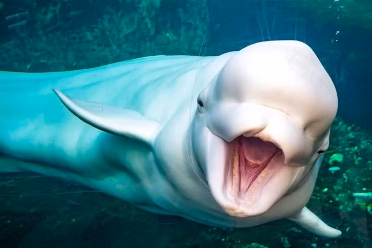 Chúng có thể bơi ngược dòng sông. Cá voi trắng thường bơi ngược vào các cửa sông Bắc Cực để kiếm ăn trong mùa hè. Ảnh: Pinterest.