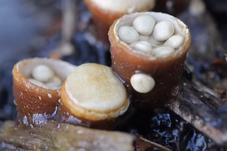 Là đề tài yêu thích của nhiếp ảnh gia thiên nhiên. Cấu trúc đẹp mắt của nấm tổ chim khiến chúng xuất hiện trong nhiều bộ ảnh cận cảnh nấm rừng. Ảnh: staticflickr.com.