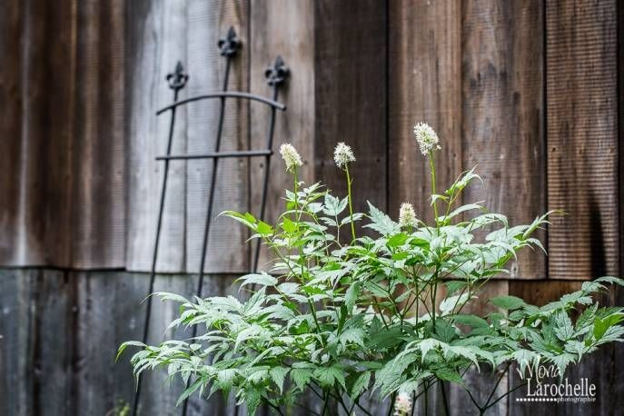Ra hoa vào cuối xuân đầu hè. Trước khi kết quả, cây tạo ra những chùm hoa nhỏ màu trắng vào cuối mùa xuân. Hoa có mùi nhẹ và thu hút côn trùng thụ phấn, chuẩn bị cho giai đoạn hình thành quả vào cuối hè. Ảnh: Pinterest.