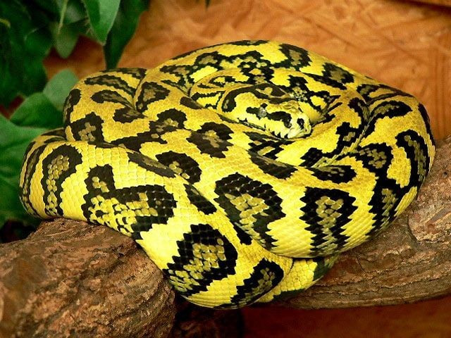 Trăn mẹ có tập tính ấp trứng bằng cơ thể. Sau khi đẻ, chúng quấn quanh ổ trứng và co giật nhẹ để giữ ấm. Ảnh: Pinterest.