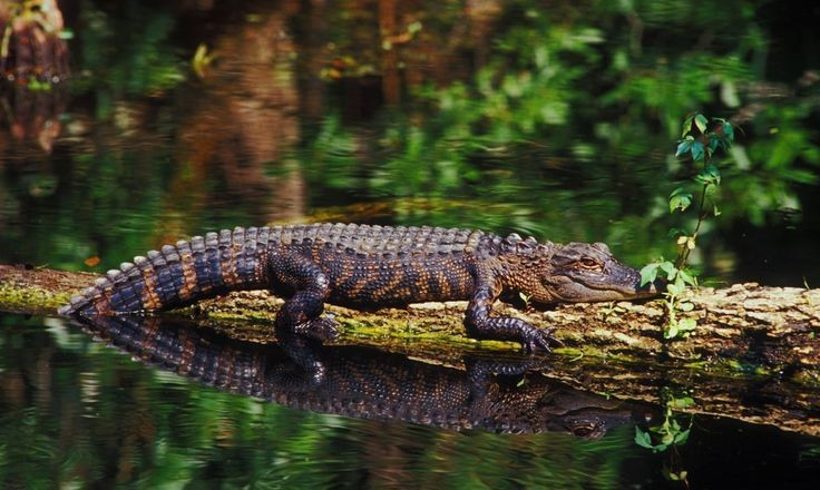 Sống ẩn dật trong bóng tối rừng sâu. Khác với những loài cá sấu thường phơi nắng ở sông hồ, cá sấu lùn xạ hương thích trú ẩn trong các hang ẩm, khe suối râm mát hoặc đầm nước tối, chỉ ra ngoài săn mồi vào ban đêm. Ảnh: Pinterest.
