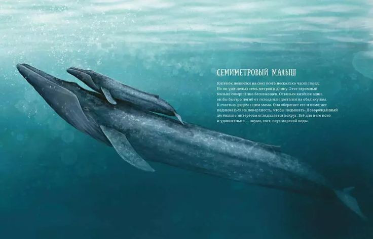 7. Được đặt tên theo một thương gia Na Uy. Tên “Bryde” xuất phát từ Johan Bryde, người đã thành lập trạm săn cá voi đầu tiên ở Nam Phi. Ảnh: Pinterest.