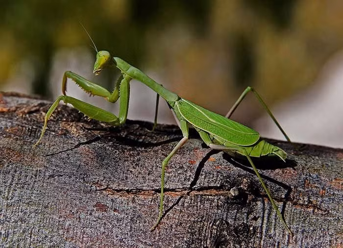 Phân bố rộng khắp thế giới. Họ Mantidae có hàng trăm loài, sinh sống chủ yếu ở vùng nhiệt đới và cận nhiệt đới. Tuy nhiên, một số loài cũng thích nghi được với khí hậu ôn đới, cho thấy khả năng thích ứng linh hoạt. Ảnh: Pinterest.