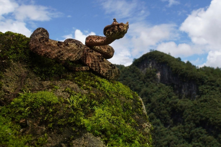 2. Có “sừng” đặc trưng phía trên mắt. Hai nhánh vảy nhô lên giống như cặp sừng nhỏ khiến loài rắn này dễ dàng được nhận biết và nổi bật giữa các loài rắn lục khác. Ảnh: iNaturalist.