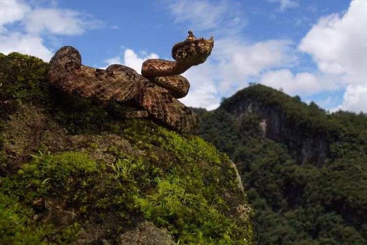 2. Có “sừng” đặc trưng phía trên mắt. Hai nhánh vảy nhô lên giống như cặp sừng nhỏ khiến loài rắn này dễ dàng được nhận biết và nổi bật giữa các loài rắn lục khác. Ảnh: iNaturalist.