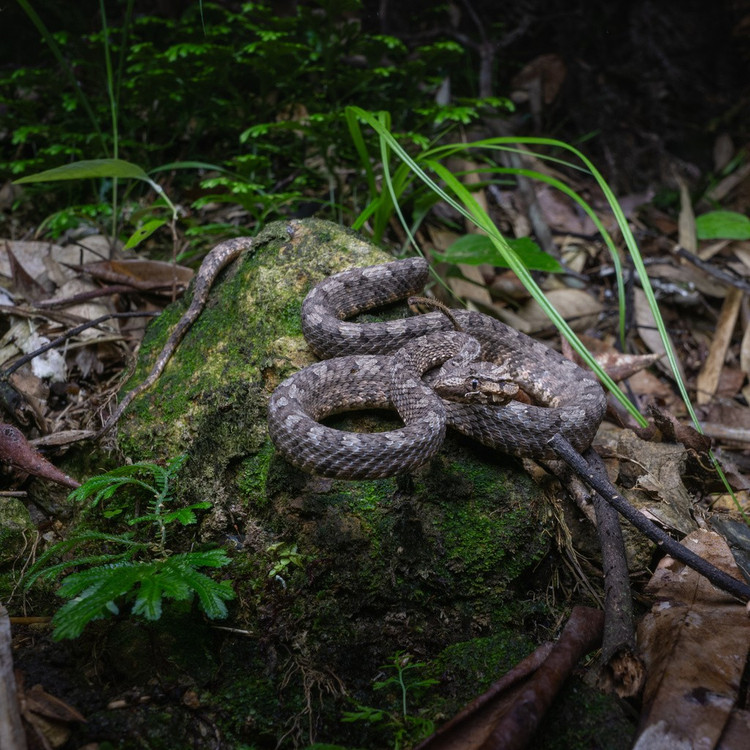 3. Sở hữu lớp vảy có màu sắc ngụy trang. Màu nâu, đen, xám kết hợp cùng hoa văn đặc biệt giúp nó ẩn mình giữa thảm rừng, khiến việc phát hiện trở nên rất khó khăn. Ảnh: iNaturalist.