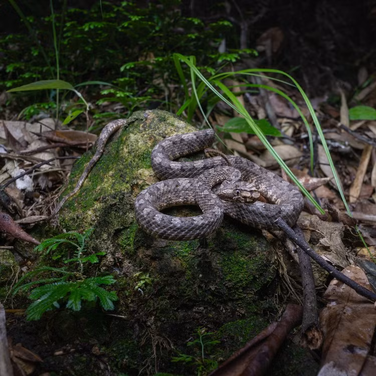 3. Sở hữu lớp vảy có màu sắc ngụy trang. Màu nâu, đen, xám kết hợp cùng hoa văn đặc biệt giúp nó ẩn mình giữa thảm rừng, khiến việc phát hiện trở nên rất khó khăn. Ảnh: iNaturalist.