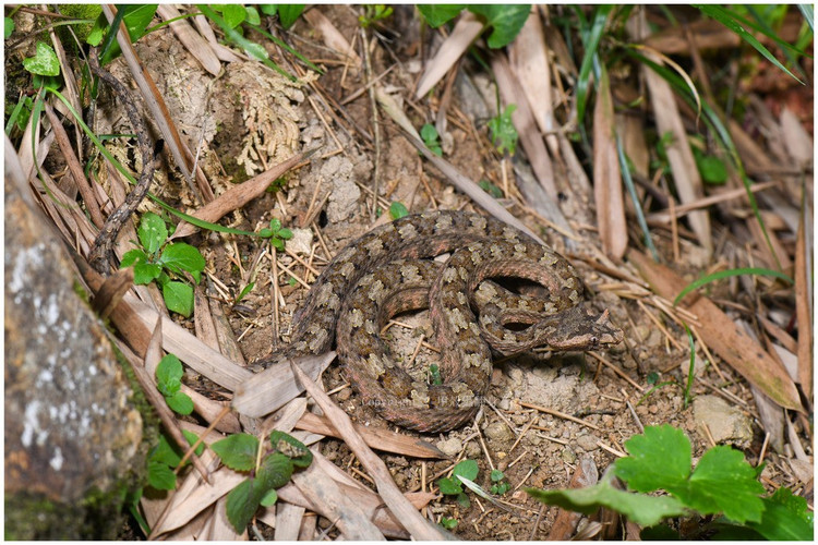 4. Là loài có nọc độc mạnh. Mặc dù không chủ động tấn công con người, nhưng khi bị đe dọa, rắn lục sừng có thể cắn và gây tổn thương nghiêm trọng do nọc độc hemotoxin. Ảnh: iNaturalist.