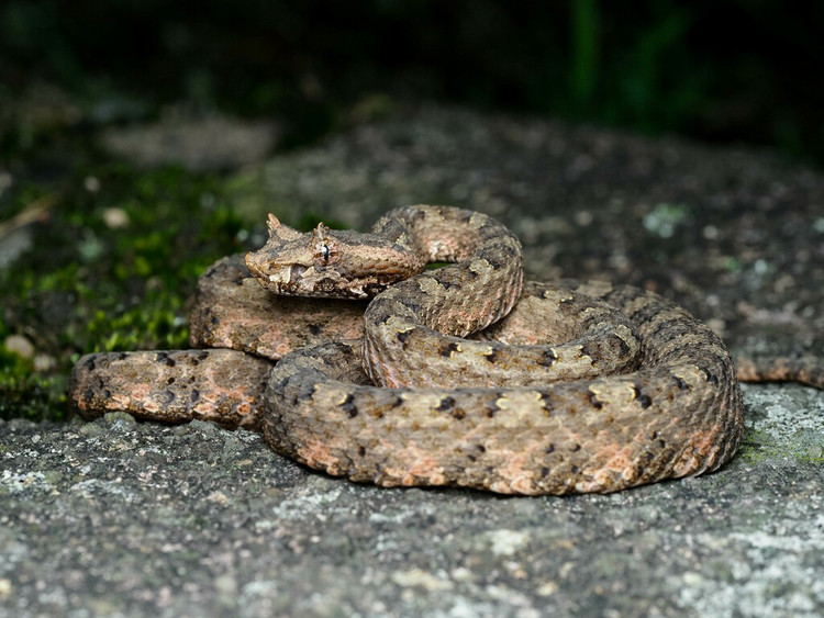 8. Được giới khoa học quốc tế chú ý từ cuối thế kỷ 20. Rắn lục sừng được mô tả khoa học vào năm 1990, và từ đó trở thành đối tượng nghiên cứu về tiến hóa, phân bố và thích nghi sinh học của rắn lục. Ảnh: iNaturalist.